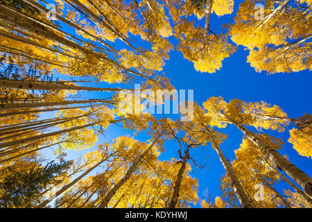 En automne, à côté de Flagstaff, en Arizona, on achion les arbres Aspen avec un ciel bleu Banque D'Images