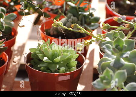 Cactus et plantes succulentes en fleurs au printemps Banque D'Images