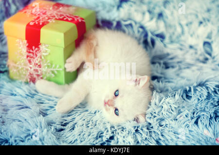 Rêve mignon petit chaton se trouve près de l'actuel fort sur couverture moelleux Banque D'Images