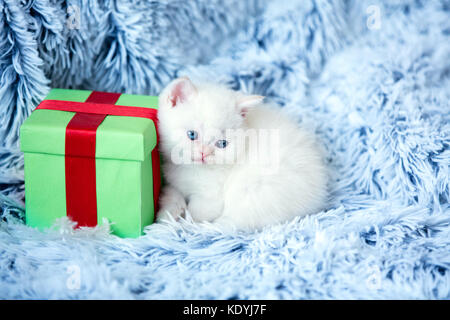 Adorable petit chaton se trouve près de la boîte-cadeau sur couverture moelleux Banque D'Images