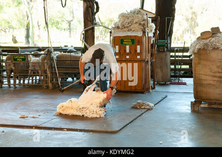 tonte des moutons Banque D'Images