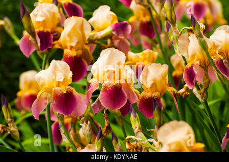 Les iris barbus en fleur Banque D'Images