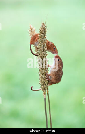 Micromys minutus (la souris) sur l'épi de blé Banque D'Images