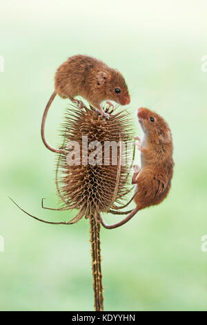 Micromys minutus (la souris) Royaume-uni le cardère Banque D'Images