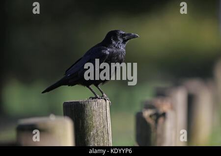 Crow à Nottingham Wollaton Park, Banque D'Images