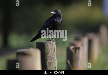 Crow à Nottingham Wollaton Park, Banque D'Images