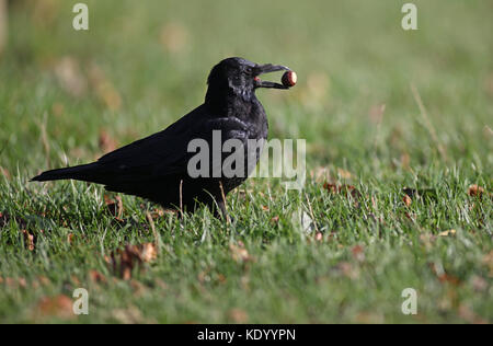 Crow à Nottingham Wollaton Park, Banque D'Images