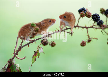 Micromys minutus (la souris) sur les framboises Banque D'Images