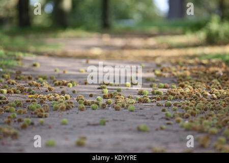 Châtaignes d'automne.Noix et coquillages dispersés dans le parc Wollaton, Nottingham, Angleterre. Banque D'Images