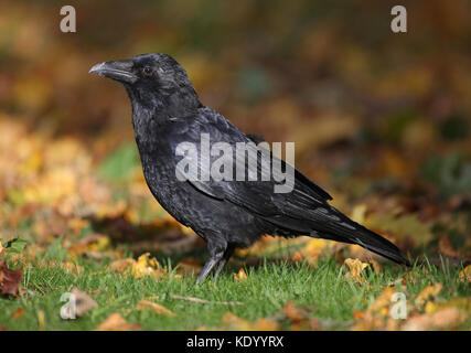 Crow à Nottingham Wollaton Park, Banque D'Images