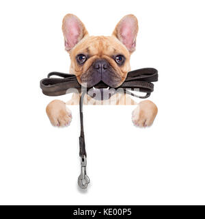 Bouledogue français fauve avec cuir laisse prêt pour une promenade avec propriétaire, isolé sur blanc fond isolé Banque D'Images