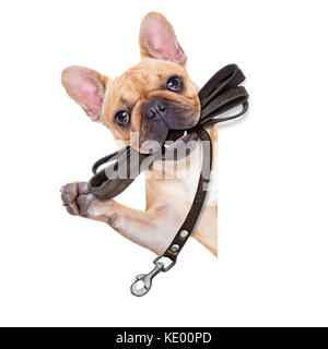 Bouledogue français fauve avec cuir laisse prêt pour une promenade avec propriétaire, isolé sur blanc fond isolé Banque D'Images