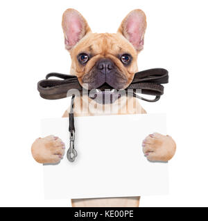 Bouledogue français fauve avec cuir laisse prêt pour une promenade avec propriétaire, tenant une bannière vierge ou une affiche, isolé sur blanc fond isolé Banque D'Images