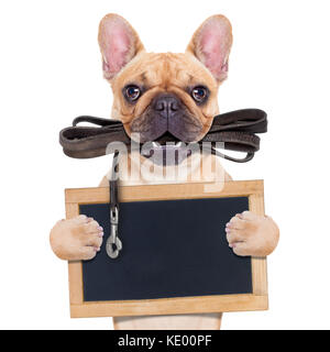 Bouledogue français fauve avec cuir laisse prêt pour une promenade avec propriétaire, holding a blank blackboard,isolé sur blanc fond isolé Banque D'Images