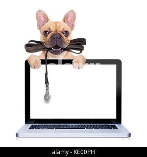 Bouledogue français fauve avec cuir laisse prêt pour une promenade avec le propriétaire,derrière un écran d'ordinateur pc portable , isolé sur blanc fond isolé Banque D'Images