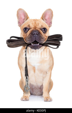 Fauve bouledogue français assis avec une laisse en cuir prêt pour une promenade avec propriétaire, isolé sur blanc fond isolé Banque D'Images