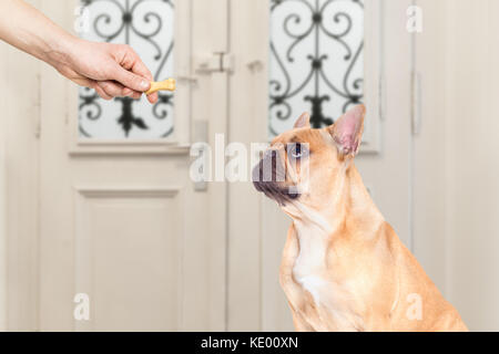 Bouledogue français d'obtenir un os cookie traiter pour bonne conduite, le chien en attente d'aller marcher avec le propriétaire Banque D'Images