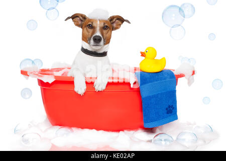 Chien à prendre un bain dans une baignoire en plastique coloré avec un canard Banque D'Images