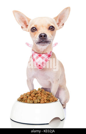 Faim chihuahua chien avec un bol de nourriture et serviette rouge, isolé sur fond blanc Banque D'Images