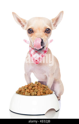 Faim chihuahua chien avec un bol de nourriture qui sort sa langue , isolé sur fond blanc Banque D'Images