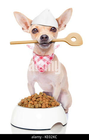 Chef cuisine chihuahua chien avec un bol de nourriture tenant une cuillère de cuisson en bouche , isolé sur fond blanc Banque D'Images