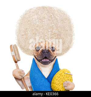 Bouledogue français chien ayant un spa ou un soin de bien-être avec de grands cheveux blonds ,isolé sur fond blanc Banque D'Images