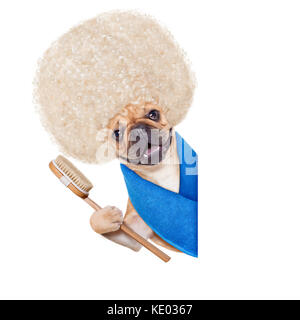 Bouledogue français chien ayant un spa ou un soin de bien-être avec de grands cheveux blonds en plus d'une ouverture vierge ,isolé sur fond blanc Banque D'Images