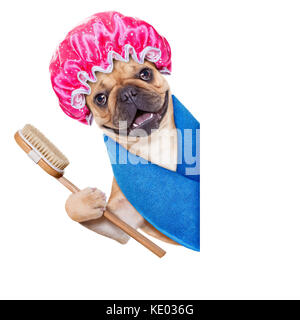 Bouledogue français chien ayant une spa ou le traitement avec bonnet de douche à côté d'un bandeau blanc vide ou la plaque , isolé sur fond blanc Banque D'Images