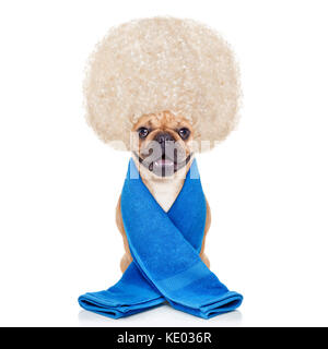 Bouledogue français chien ayant un spa ou un soin de bien-être avec de grands cheveux blonds et ,isolé sur fond blanc Banque D'Images