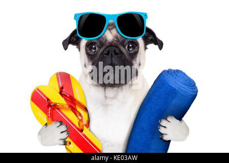 Le PUG dog les vacances d'été avec des tongs et une grande serviette bleu portant des lunettes de fantaisie Banque D'Images