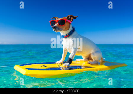 Sur une planche de surf de chiens portant des lunettes à l'ocean shore Banque D'Images