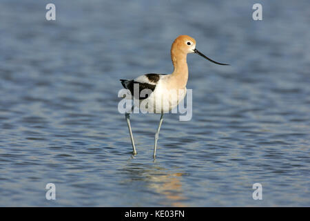 Gros plan d'un portrait de l'avocette d'en plumage nuptial illustré en détail en pataugeant, avec une excellente vue d'un long projet de loi tournée vers le haut. Banque D'Images