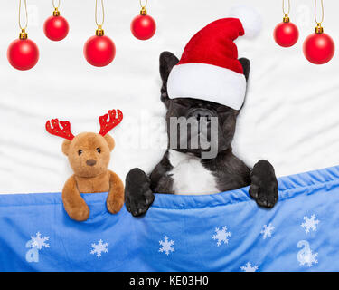 Bouledogue français chien père noël hors vacances de Noël avec couchage ours Banque D'Images
