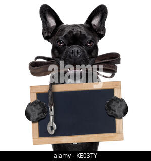 Bouledogue français chien en attente d'aller marcher avec une laisse en cuir, propriétaire dans la bouche, holding a blank blackboard, isolé sur fond blanc Banque D'Images