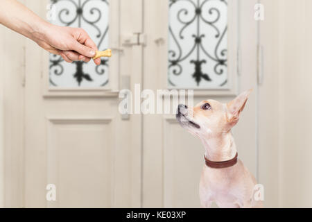 L'obtention d'un chihuahua os cookie traiter pour bonne conduite, le chien en attente d'aller marcher avec le propriétaire Banque D'Images