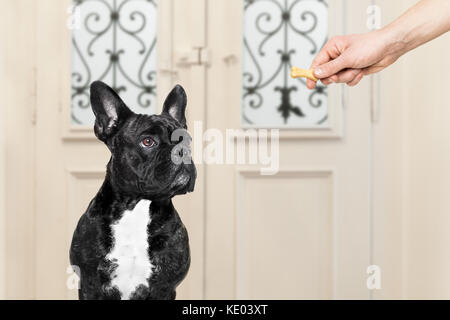 Bouledogue français d'obtenir un os cookie traiter pour bonne conduite, le chien en attente d'aller marcher avec le propriétaire Banque D'Images