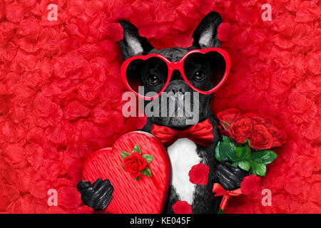 Valentines Bouledogue français chien amoureux tenant une flèche de Cupidon avec bouche ,le port de lunettes de soleil, allongé sur lit de pétales de fleur rouge , avec boîte-cadeau et rose Banque D'Images