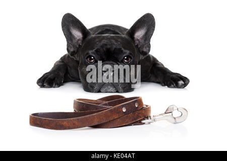 Bouledogue français chien en attente d'une marche avec le propriétaire, à la mendicité et à la recherche à vous , isolé sur fond blanc Banque D'Images