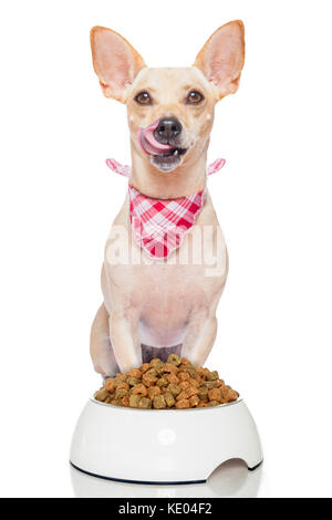 Chien de terrier de faim avec un bol de nourriture qui sort sa langue , isolé sur fond blanc Banque D'Images