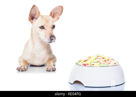 Chien chihuahua affamé avec bol de nourriture et d'attente , le regardant , isolé sur fond blanc Banque D'Images