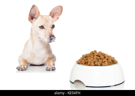 Chien chihuahua affamé avec bol de nourriture et d'attente , le regardant , isolé sur fond blanc Banque D'Images