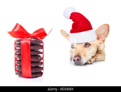 Chihuahua dog en attente et la mendicité pour Noël ou les cookies présents ou cadeau,wearing santa hat, isolé sur fond blanc Banque D'Images