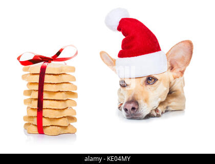 Chihuahua dog en attente et la mendicité pour Noël ou les cookies présents ou cadeau,wearing santa hat, isolé sur fond blanc Banque D'Images