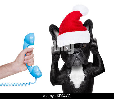 Bouledogue français chien avec red christmas santa claus hat pour xmas holidays appelant au téléphone ou téléphone Banque D'Images