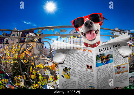 Silly dumb crazy Jack Russell chien portrait in close up look fisheye sur balcon en vacances jours fériés, sticking out tongue, reading magazine Banque D'Images