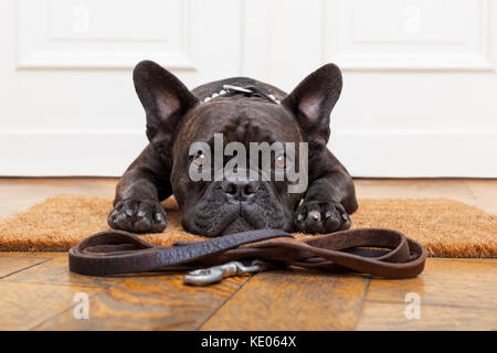 Bouledogue français chien en attente et suppliant d'aller faire une promenade avec le propriétaire , assis ou couché sur le paillasson Banque D'Images