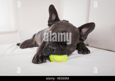 Bouledogue français chien épuisé et fatigué après une balle ou un jouet jouer avec , dormir , ayant une sieste relaxante dans la salle de séjour Banque D'Images