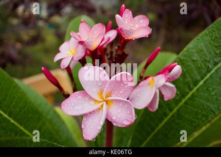 Gouttes de pluie sur bel arc-en-ciel fleurs plumeria en pleine floraison Banque D'Images