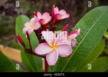 Gouttes de pluie sur bel arc-en-ciel fleurs plumeria en pleine floraison Banque D'Images