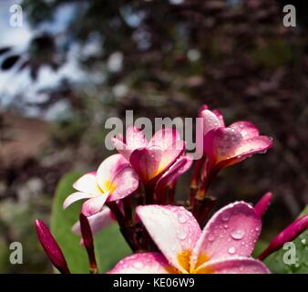 Gouttes de pluie sur bel arc-en-ciel fleurs plumeria en pleine floraison Banque D'Images